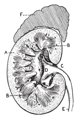 Bu resimde bölümü, insan böbrek, vintage çizgi çizme veya oyma illüstrasyon temsil eder..