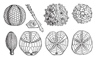 Palaeechinus, Karbonifer, tabak ve Archaeolcidaris, Cidaris, MID, Jurassic, Salenia, Kretase, vintage çizgi çizme veya illüstrasyon oyma radiole radiole içeren çeşitli deniz kestanesi fosili gösterilmiştir.