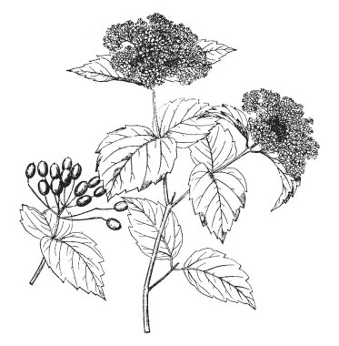 Kartopu Pubescens çiçek ve meyve bir bitkidir. Tam tersi, basit ve tüm, dişli veya loblu, vintage çizgi çizme veya oyma illüstrasyon yapraklar.