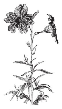 Sinuata Salpiglossis, çiçekli bitki Solanaceae ailesinden olan resim. Çiçekleri beş loblu bir huni şeklindeki corolla var ve her petal, vintage çizgi çizme ya da oyma illüstrasyon koyu çizgili zıt.