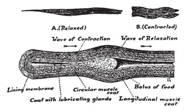 Nasıl yiyecek veya bolus bir kitle yemek borusu ile mide, vintage çizgi çizme veya oyma illüstrasyon geçer gösterilen bir yemek borusu görüntüsünü.