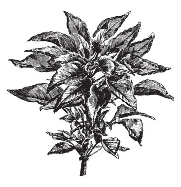 Resim Amaranthus üç renkli bitkiler gösterir. Yaprağın üst uç parlak sarı büyük nokta vardır. Joseph'ın kat sık denilen, onun çiçekler için değil ama onun güzel renkli yeşillik, vintage çizgi çizme veya oyma illüstrasyon için yetiştirilen.