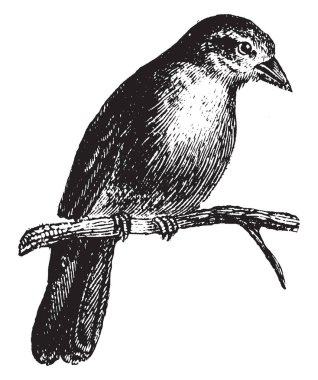 Serçe hevesle Evcil hayvan, vintage çizgi çizme veya oyma illüstrasyon için aranıyor..