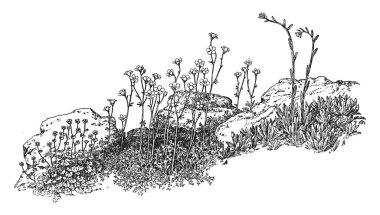 Bahçe Saxifragas bitki bir resim. Saxifragaceae ailesine ait. Yaprakları ve yere yakın büyümek. Tek çiçek kümeleri ana rised vücut bitki ve beş yaprakları ve sepals, vintage çizgi çizme veya oyma resimde var.