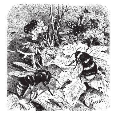 Bee, vespa crabro, wasp, drone, vintage engraved illustration. La Vie dans la nature, 1890 clipart