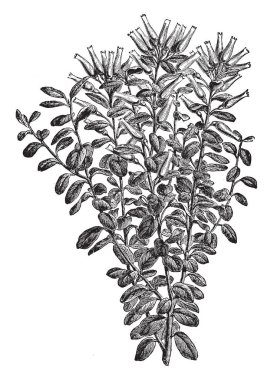 Gonocalyx Pulcher bitki gösteren resim. Parlak kırmızı veya beyaz çiçekler. Bu corolla ve yuvarlak şekilli boru ve parlak yeşil yaprakları, vintage çizgi çizme veya oyma illüstrasyon.