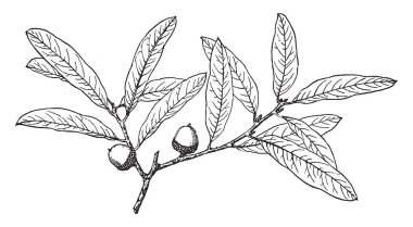 Resim Quercus Brevifolia bitki dalı gösterir. Yapraklarını alternatif, beş, dokuz inç uzunluğunda, 3-4 santim genişliğinde. Obovat, yedi ile dokuz loblu, genellikle yedi-loblu yuvarlak lob, vintage çizgi çizme veya oyma illüstrasyon.