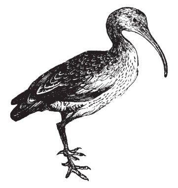 Onlar uzun ve incedir faturalarını çamur veya nemli toprak, vintage çizgi çizme veya oyma illüstrasyon sokmak tarafından elde kocagöz.