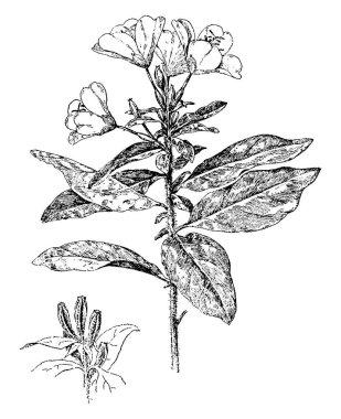 Resim Sundrops bitki parlak yeşil uzun yaprakları ve altın-sarı çiçekler ile birlikte gösterir. Ayrıca oenothera pratensis adlandırılır. Başlangıçta kırmızı kankayız ama o açık sarı renk, vintage çizgi çizme veya oyma illüstrasyon.