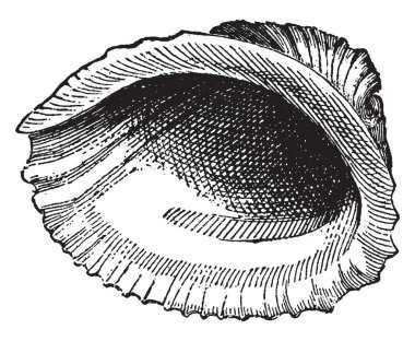 Gıda, vintage çizgi çizme veya oyma illüstrasyon için yaygın olarak kullanılır Concolepas.