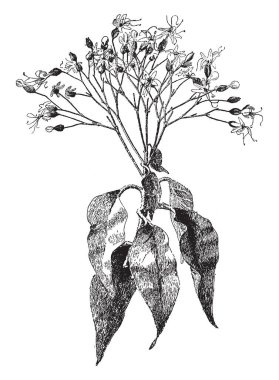 Büyük bir çalı, yaprakları üçle, güzel kokulu çiçekler üzerinde dallanma peduncles karşılanır. Onlar-si olmak bir meyve olgunlaşır olarak kırmızıya döner yeşil calyx, vintage çizgi çizme veya oyma illüstrasyon içinde düzenlenen beyaz yaprakları.