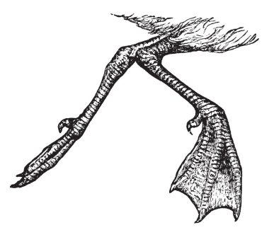 Nerede tam olarak genişletilmiş sağ ayak yüzme kuğu, vintage çizgi çizme veya oyma illüstrasyon.