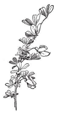 Asya çalı veya küçük ağaçlar vardır even-pinnate yaprakları ile küçük broşürler ve soliter veya kümelenmiş çoğunlukla sarı çiçek ve taşıyan tohum doğrusal pod, vintage çizgi çizme veya oyma illüstrasyon.