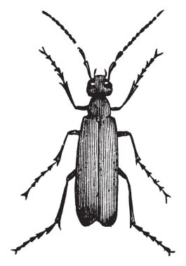 Bir tek renkli türler, vintage çizgi çizme veya oyma illüstrasyon Macrobasis olduğunu.