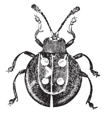 Bu resim Eumorplius Sumatrensis, vintage çizgi çizme veya oyma illüstrasyon temsil eder..