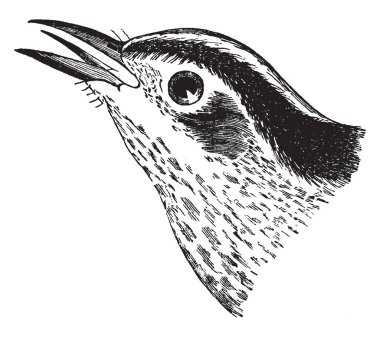 Bu resimde siyah ve beyaz sarmaşık, vintage çizgi çizme veya oyma illüstrasyon temsil eder..