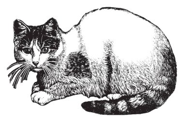 Bir küçük genellikle tüylü etçil memeli, vintage çizgi çizme veya oyma illüstrasyon kedi olduğunu.