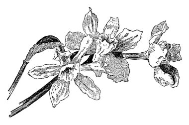 Nergis Narcissus, şeklinde karışık Barrii görüntüsünü kısa taç çeşitleri ve trompet, vintage çizgi çizme veya oyma illüstrasyon yapılır.