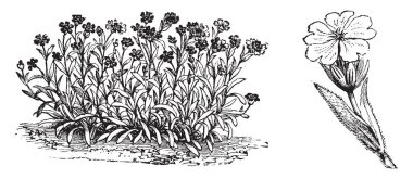 These are flowers of Agrostemma Flos-Jovis and have dark pink and purple or scarlet color too, vintage line drawing or engraving illustration. clipart