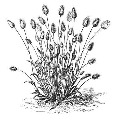 Doğrusal yaprakları ve kurutma, vintage çizgi çizme veya oyma illüstrasyon için iyi olan spike benzeri oval çiçekli panicles ile bir yıllık çim Lagurus Ovatus olduğunu.