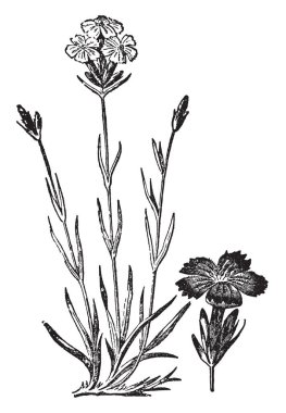 Bu resmi vardır gösteren geniş bir cins bitkiler, vintage çizgi çizme veya oyma illüstrasyon pembe olarak bilinen bir çiçek.