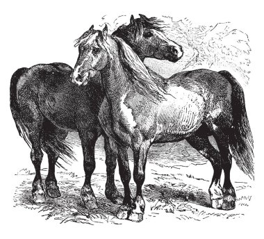 At Equus ferus, vintage çizgi çizme veya oyma illüstrasyon kaybolmamış iki alt türü biridir.