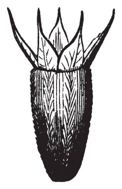 Helenium Calyx çiçek görüntüsü. Calyx, vintage çizim için büyüyen veya illüstrasyon oyma yaprakları.