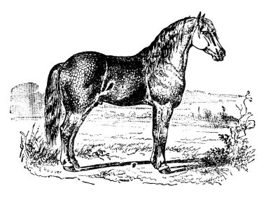 At, vintage illüstrasyon kazınmış. Doğal Tarih hayvanların, 1880