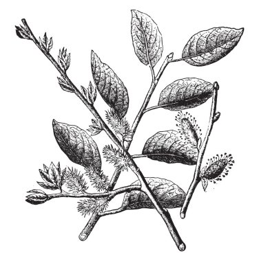 Willow Marceau, eski oyma resimli. La Vie dans la nature, 1890