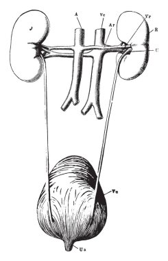 Bu resimde böbrek organ, vintage çizgi çizme veya oyma illüstrasyon temsil eder..