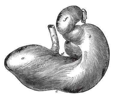 At, vintage çizgi çizme veya oyma illüstrasyon tarafından yutulur besleme liquefies büyük bir sac at mide olduğunu.