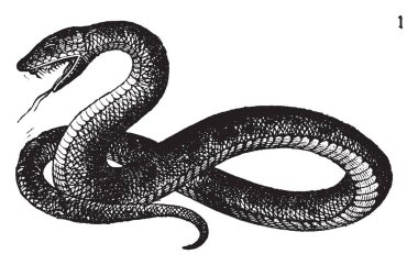 Snakes are elongated legless carnivorous reptiles of the suborder Serpentes, vintage line drawing or engraving illustration. clipart