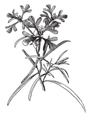 Resim Clarkia Pulchella bitki gösteriyor. O oluşmak-in dört çiçek çevresinde aynı desen yapraklar. Çiçekler küçük içinde büyüklük ve dört yaprakları, vintage çizgi çizme veya oyma resimde var.