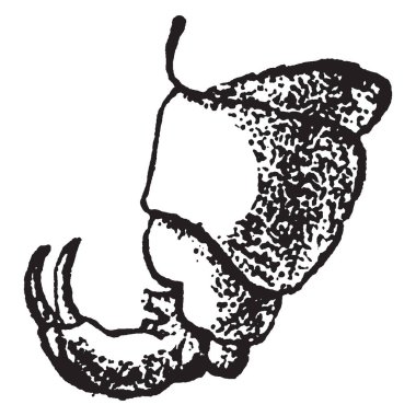 Kontrollü, vintage çizgi çizme veya oyma illüstrasyon olmadıkları sürece tüm armut ağaç kırpma her yıl armut Midge yok edebilir.