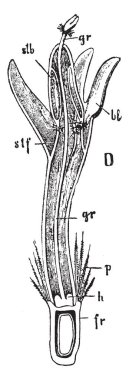 Peygamber çiçeği disk-floret, vintage çizgi çizme veya oyma illüstrasyon bir boyuna bölüm görünümü bir görüntü.