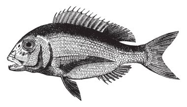 Braize bulunan Avrupa denizlerinde, vintage çizgi çizme veya oyma illüstrasyon.