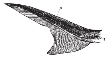 Bu resim Acipenser, vintage çizgi çizme veya oyma illüstrasyon temsil eder..