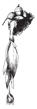 Cattleya citrina şimdi Encyclia citrina bilinir. Çoğunlukla Meksika, vintage çizgi çizme veya oyma illüstrasyon bulunur.