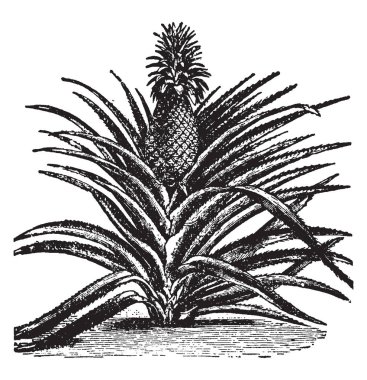Lezzetli bir tropikal meyve meyve ananas gösteren bir resim. Benzeyen bir çam kozalağı, vintage çizgi çizme veya illüstrasyon oyma bir tatlı, sarı meyve.