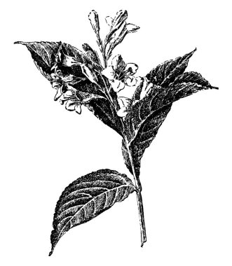 Bu Diervilla boş bir çiçek dal ve yaprakları uzamıştır. Üst, vintage çizgi çizme veya oyma illüstrasyon çiçekler.