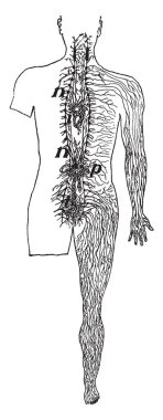 Bu resimde sempatik sinir sistemi, vintage çizgi çizme veya oyma illüstrasyon temsil eder..