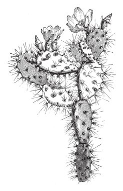 A picture showing the Flowering Branch of Optunia Multiflora which is a variety of prickly pear. The flowers are yellow and bloom in summer, vintage line drawing or engraving illustration. clipart