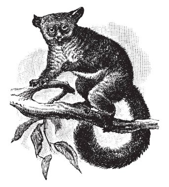 Kalın Galago bushbabies, vintage çizgi çizme veya oyma illüstrasyon Galagidae ailesinin bir primat olan kuyruklu.