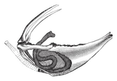 Bu resim Sandhill Crane nefes borusu, vintage çizgi çizme veya oyma illüstrasyon temsil eder..