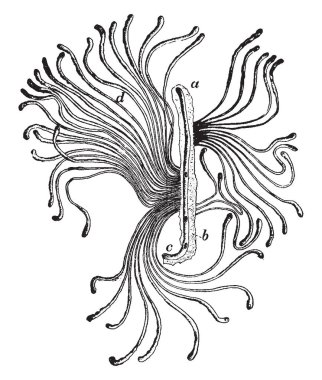 Ladin böcek kabukları böcek British Columbia, vintage çizgi çizme veya oyma illüstrasyon için yerel familyasından bir.
