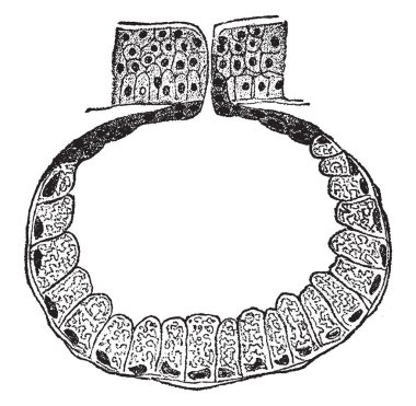 Glandüler epitel ile küme bir basit saccular bezi ve son derece büyütülmüş, vintage çizgi çizme veya oyma illüstrasyon hücre.