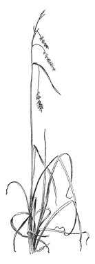 Carex Papirüsgiller ailesindeki otsu bitkilerin büyük bir cinstir. Çiçekler küçük ve sivri, vintage çizgi çizme veya oyma illüstrasyon birleştirilir.