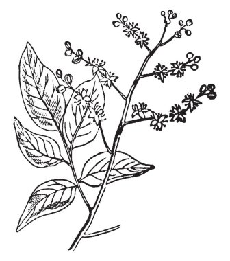 Bu Copaiva ağacı şube ve küçük çiçekler ve yaprakları vardır. Bu ilaçlar, Vintage çizgi çizim veya gravür illüstrasyon çok yararlıdır.