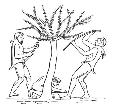 Zeytin hasat fidan ile vintage illüstrasyon kazınmış.