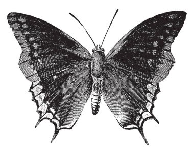 Yas pelerini Avrasya ve Kuzey Amerika, vintage çizgi çizme yahut oyma illüstrasyon için yerel.